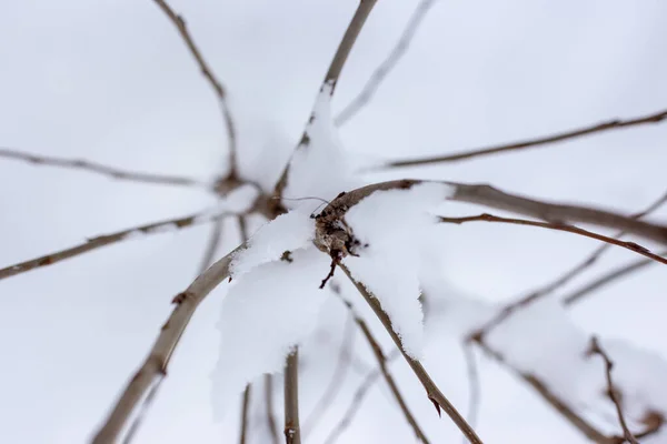 Äste von Bäumen, die mit Schnee bedeckt sind. Verschneiter Winter.. — Stockfoto