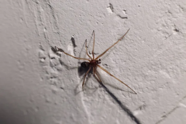 Spider crawls on a white wall in a house — Stock Photo, Image