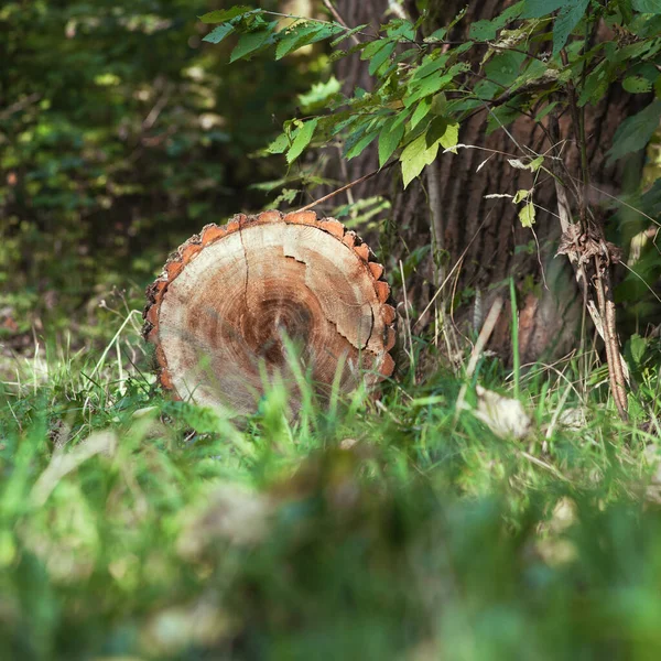 Een stam liggend in het bos op de grond — Stockfoto