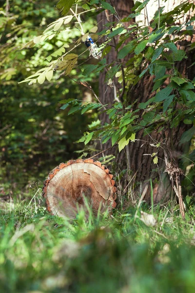 原木躺在地上的森林里 — 图库照片