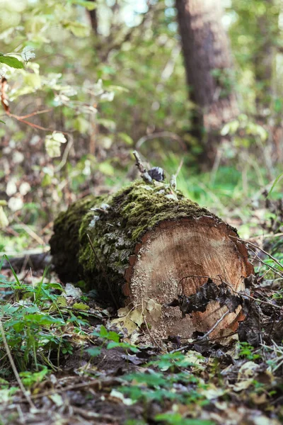 A log lying in the forest on the ground — Stock Photo, Image