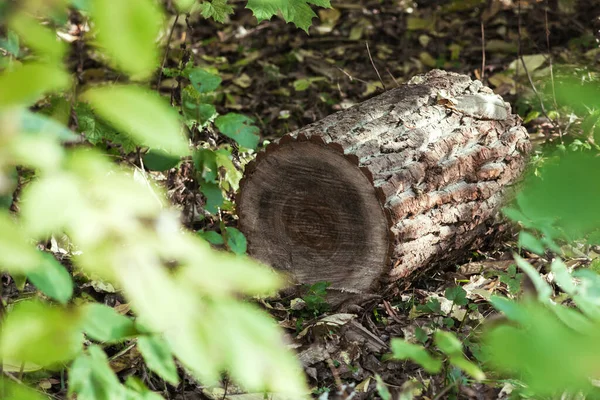 Un tronco tirado en el bosque en el suelo — Foto de Stock