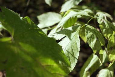 Ormandaki ağaçların yaprakları güneş ışınlarıyla