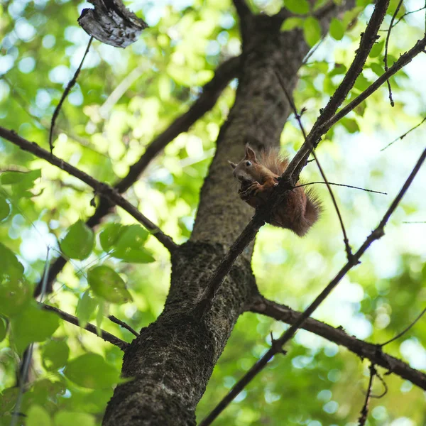 Wiewiórka gryzie orzecha siedząc na gałęzi wśród zielonych liści — Zdjęcie stockowe