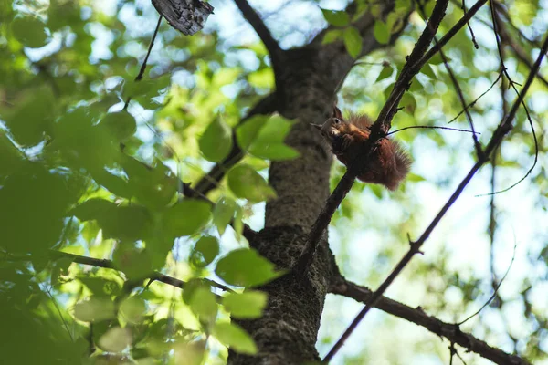 Eekhoorn knaagt aan een noot terwijl hij op een boomtak tussen groene bladeren zit — Stockfoto