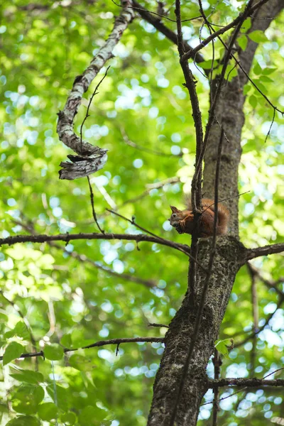 Ardilla roe una nuez mientras está sentado en una rama de árbol entre hojas verdes — Foto de Stock