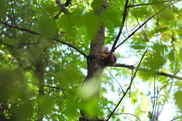 Wiewiórka gryzie orzecha siedząc na gałęzi wśród zielonych liści — Zdjęcie stockowe