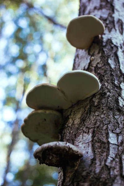 Pilze wachsen an einer Birke im Wald — Stockfoto