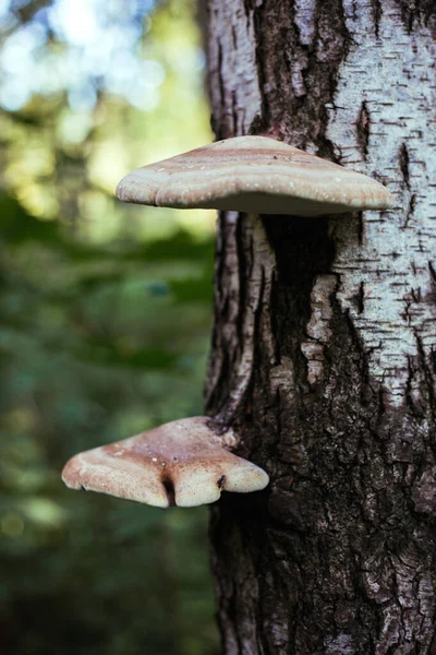 Pilze wachsen an einer Birke im Wald — Stockfoto