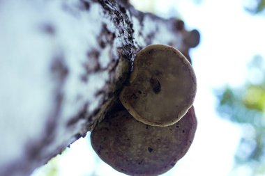 Mantarlar ormandaki bir huş ağacında yetişir.