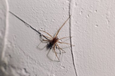 Örümcek bir evin beyaz duvarında sürünür.