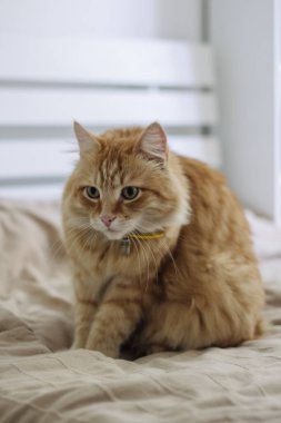 Kızıl kedi bej bir battaniyenin üzerinde oturuyor.