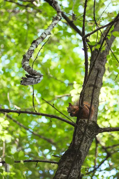 Білка гризе горіх, сидячи на гілці дерева серед зеленого листя — стокове фото