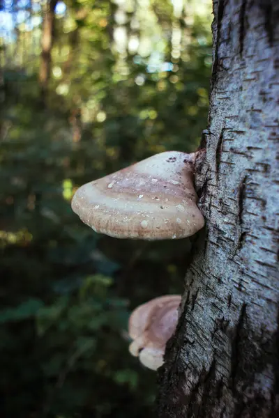 Svampar växer på ett björkträd i skogen — Stockfoto