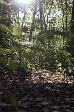Sonbahar ormanındaki ağaçlar. Orman manzarası.