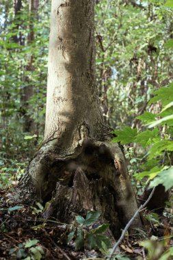Mançurya fındık ağacı yaprakları. Ağaç gövdesi. Yoğun çalılıklar
