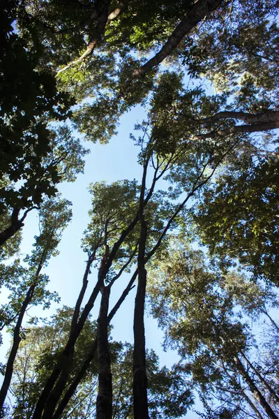 Un tronco de árbol creciendo en el cielo. — Foto de Stock
