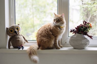 Pencerenin kenarında kızıl kedi ve bir buket çiçek.