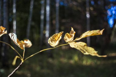 Ormandaki ağaçların yaprakları güneş ışınlarıyla