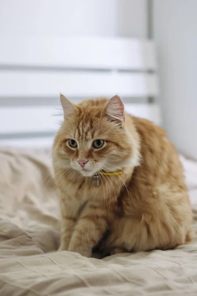 Gato de gengibre está sentado na cama em um cobertor bege — Fotografia de Stock