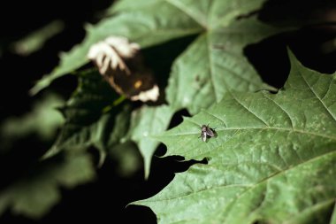 Yeşil bir akçaağaç yaprağına tünemiş bir sinek.