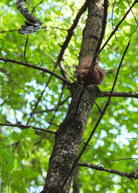 Sincap yeşil yaprakların arasında bir ağaç dalında otururken fındık kemirir.