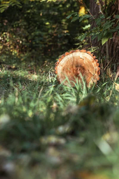 Een stam liggend in het bos op de grond — Stockfoto