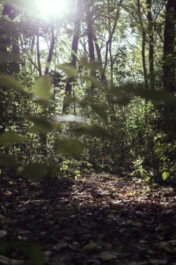 Sonbahar ormanındaki ağaçlar. Orman manzarası.