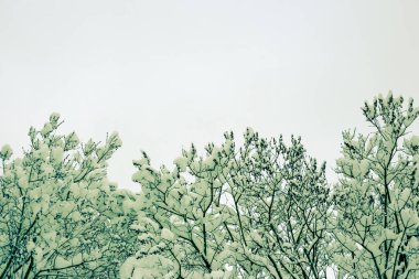 Ağaçların dalları karla kaplıdır. Karlı kış..