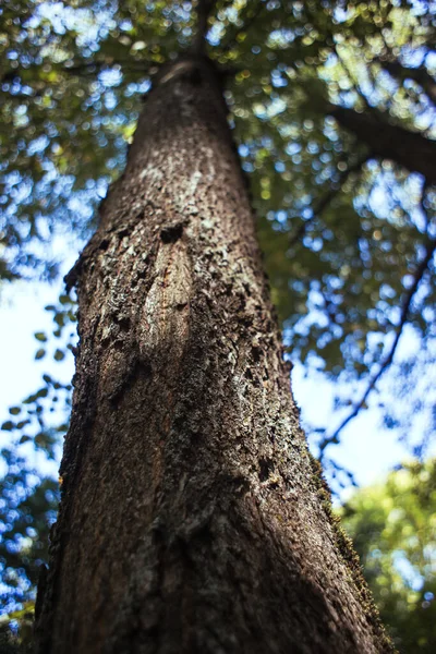 Un tronco de árbol creciendo en el cielo. — Foto de Stock