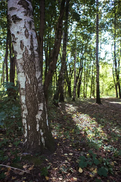 Bomen in het herfstbos. Boslandschap. — Stockfoto