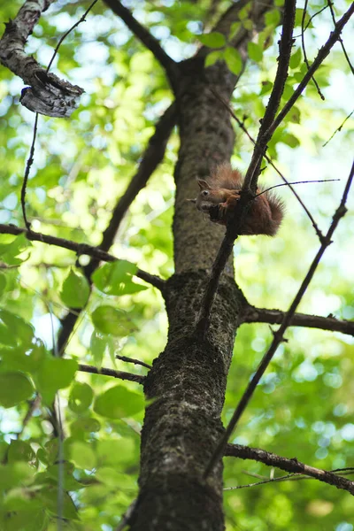 Білка гризе горіх, сидячи на гілці дерева серед зеленого листя — стокове фото
