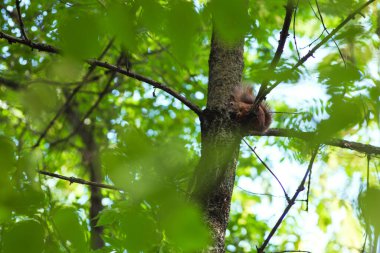 Sincap yeşil yaprakların arasında bir ağaç dalında otururken fındık kemirir.