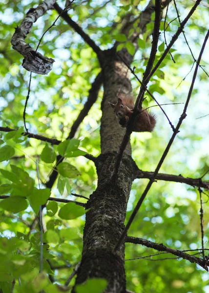 Eichhörnchen nagt an einer Nuss, während es auf einem Ast zwischen grünen Blättern sitzt — Stockfoto