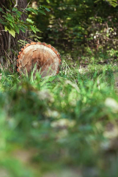 Een stam liggend in het bos op de grond — Stockfoto