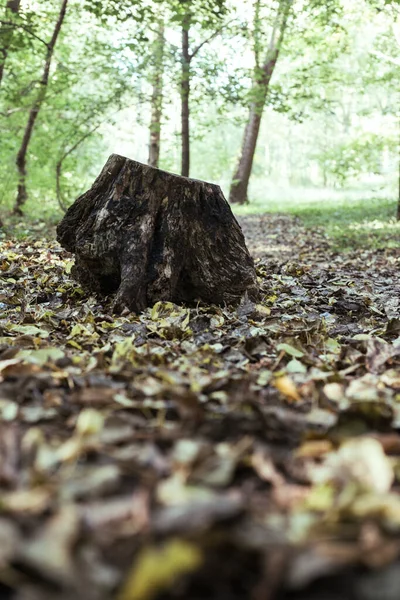 Oude boomstronk in het herfstbos. Wortelen. — Stockfoto