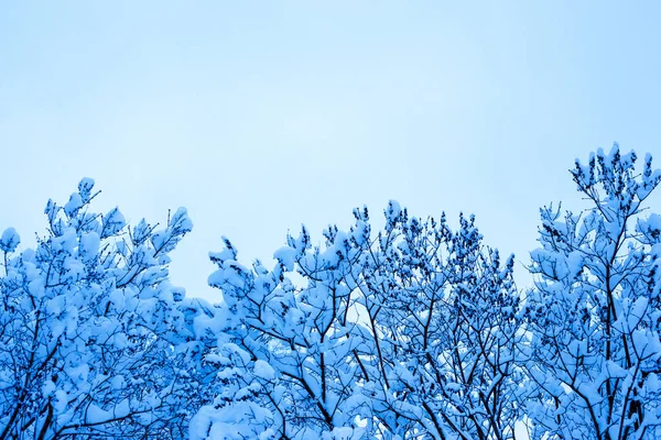 Branches of trees covered with snow. Snowy winter.. — Stock Photo, Image