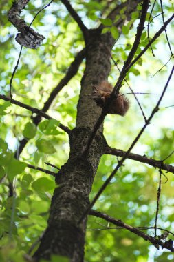 Sincap yeşil yaprakların arasında bir ağaç dalında otururken fındık kemirir.