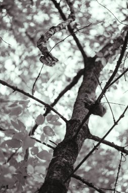 Sincap yeşil yaprakların arasında bir ağaç dalında otururken fındık kemirir.