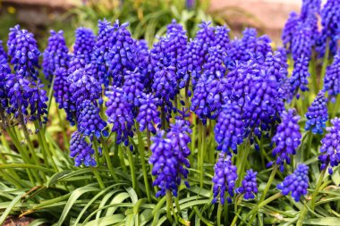 Bahçedeki güzel mavi dekoratif çiçekler