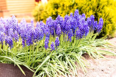 Bahçedeki güzel mavi dekoratif çiçekler