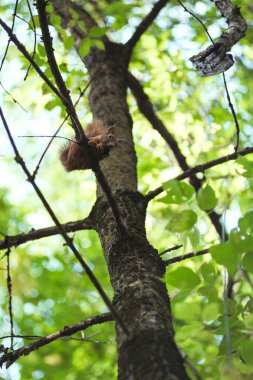 Sincap yeşil yaprakların arasında bir ağaç dalında otururken fındık kemirir.