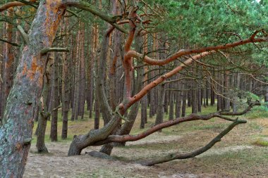 Palenga 'daki çam ormanı denizden çok uzak değil..