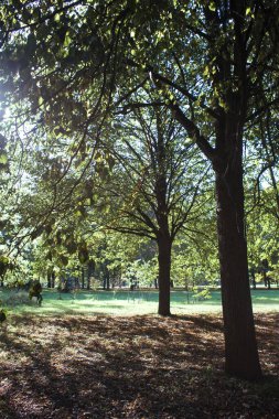 Sonbahar ormanındaki ağaçlar. Orman manzarası.