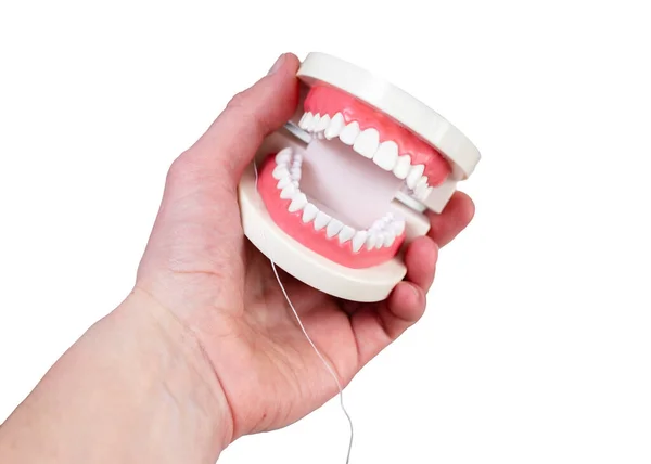 Mock up maxilar com os dentes segura na mão sobre fundo branco — Fotografia de Stock