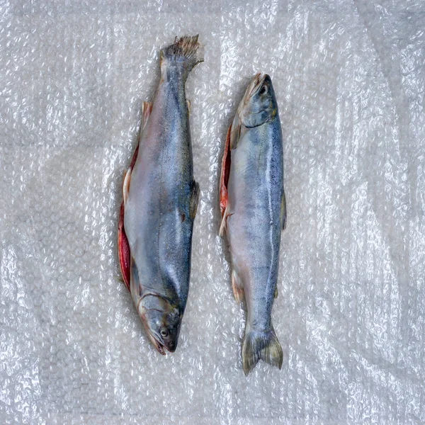 Dois peixes mortos em plástico. Um prato de peixe. — Fotografia de Stock