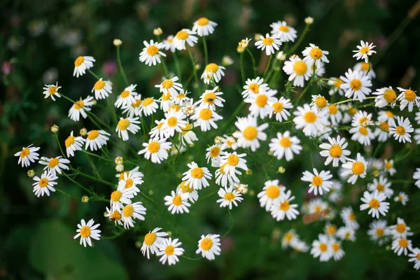 Fältprästkragar i det vilda. Blommor med vita kronblad. — Stockfoto