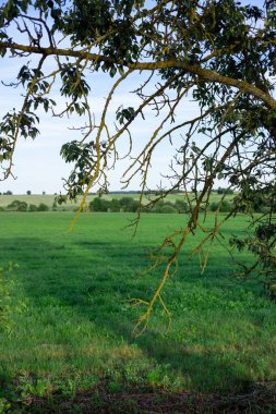 Yeşil çimenli ve mavi gökyüzüyle manzara