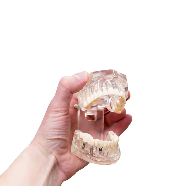 Mock up maxilar com os dentes segura na mão sobre fundo branco — Fotografia de Stock