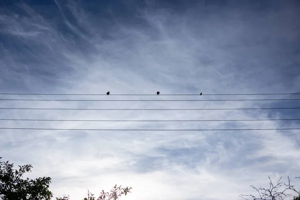 Vögel sitzen an Drähten vor blauem Himmel — Stockfoto